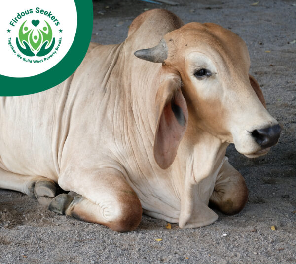Qurbani 2025
