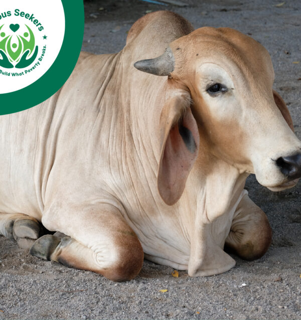 Qurbani 2025