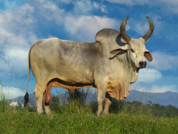 Qurbani 2025